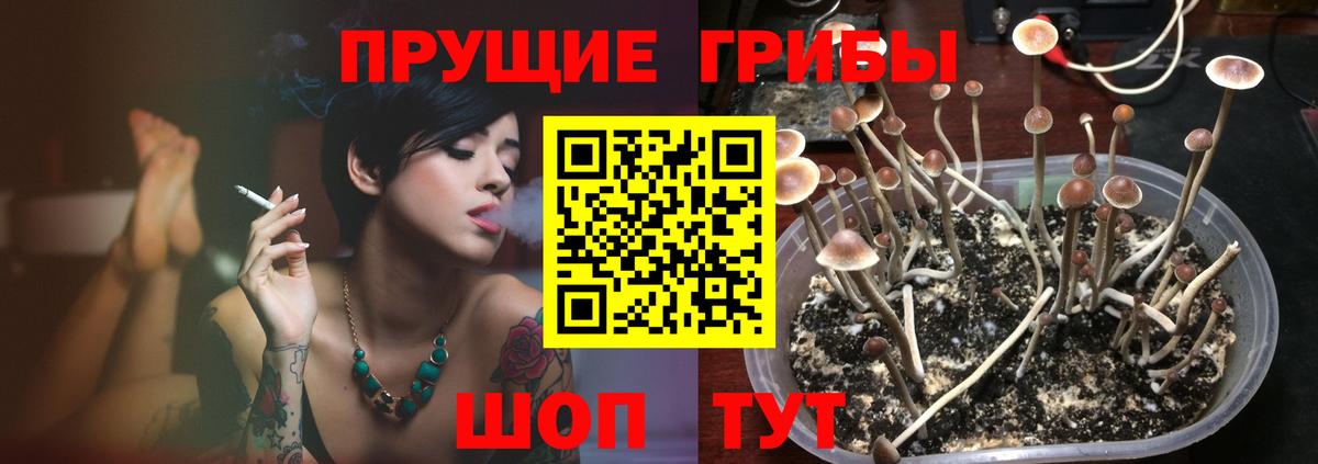 Псилоцибиновые грибы GOLDEN TEACHER Кириши